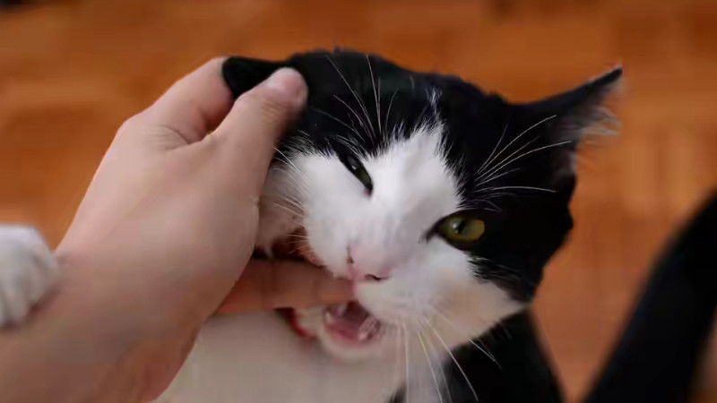 猫为何经常突然抱手咬人（盘点猫喜欢咬手常见的6种原因）