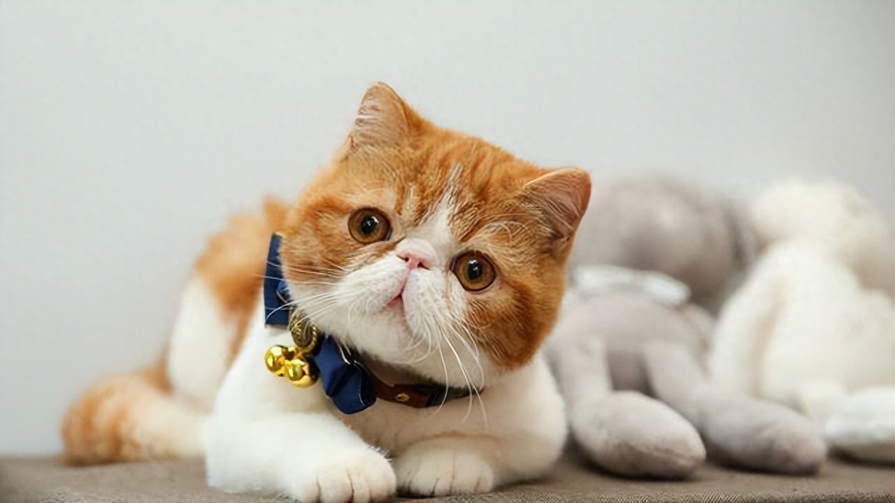 英短蓝猫多少钱一只（10种猫的最新价格一览表【含蓝猫】）