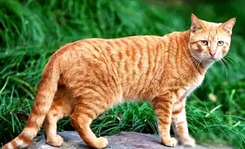 英短蓝猫多少钱一只（10种猫的最新价格一览表【含蓝猫】）