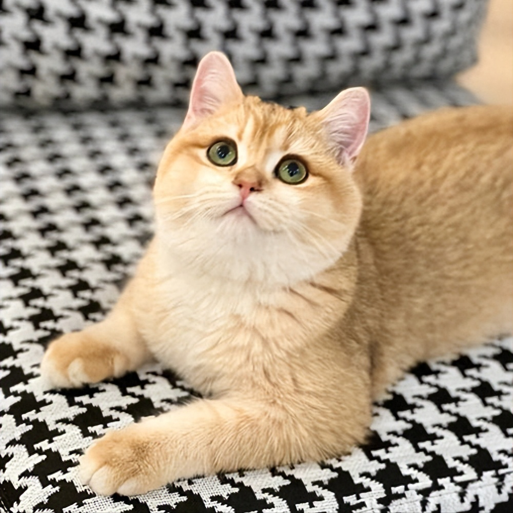 英短蓝猫多少钱一只（10种猫的最新价格一览表【含蓝猫】）