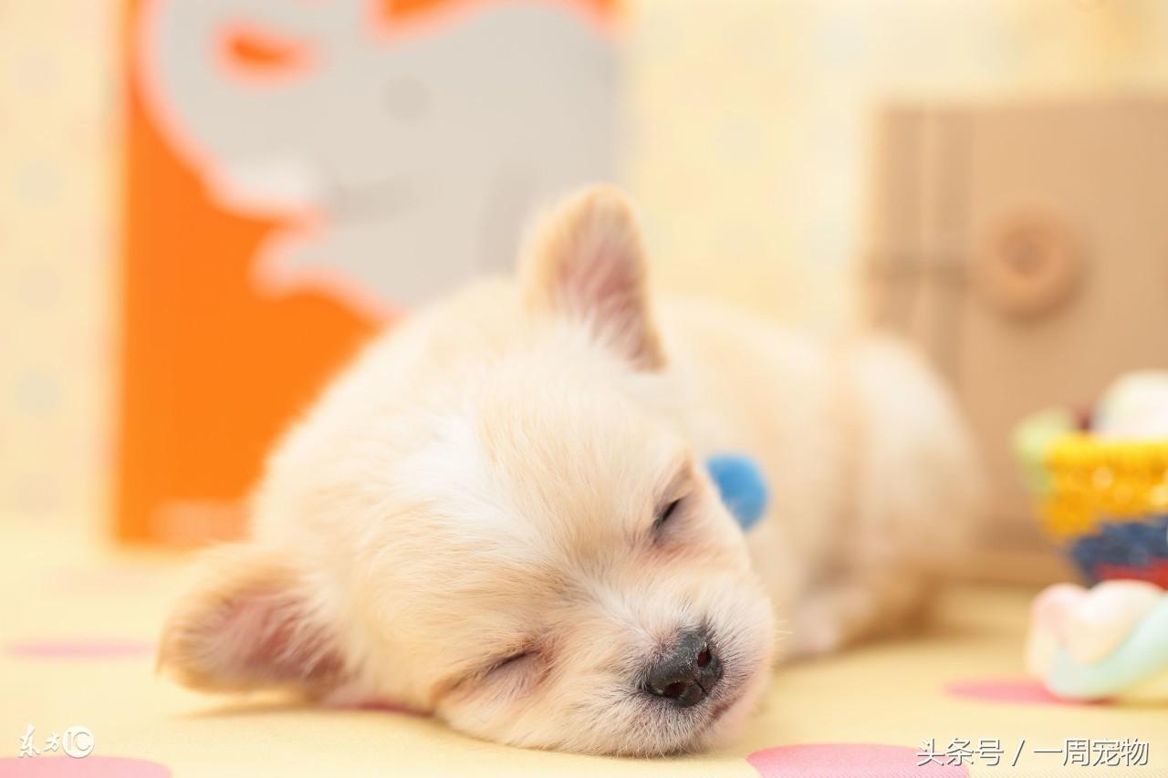 吉娃娃怎么训练才好（详解：吉娃娃训练小技巧）