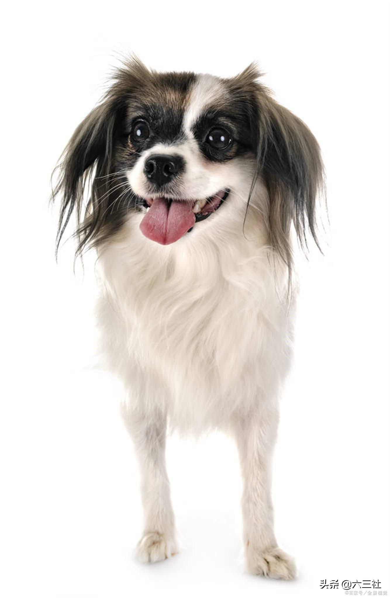 你知道可卡犬掉毛吗（可卡犬图片价格表）