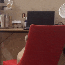 英短蓝猫多少钱一只