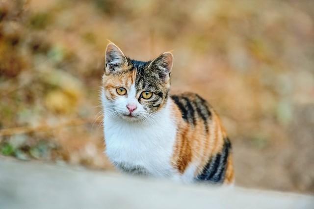 三花猫多少钱一只（颜值高的三花猫也就几十元）