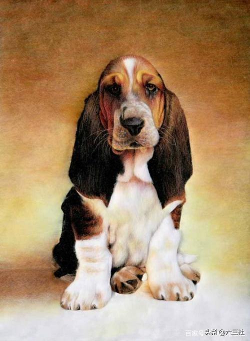 你知道可卡犬掉毛吗（可卡犬图片价格表）