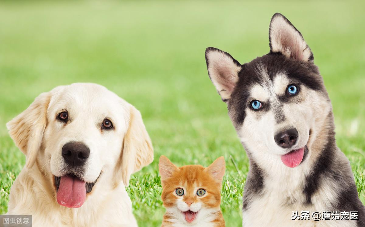 养只猫和狗的一个月开销有多大