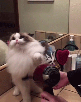 英短蓝猫多少钱一只（10种猫的最新价格一览表【含蓝猫】）