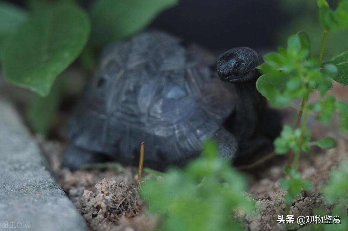 长寿龟在家里怎么养（详解：养龟的正确建议要点）