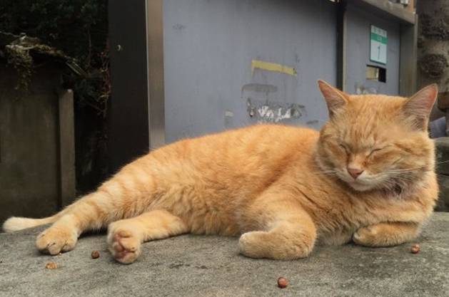 为什么喜欢猫的人会突然虐猫（带你分析虐猫者的心理）