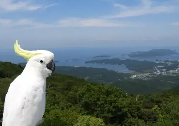 全城热益濒危动物科普：萌化你的心的小葵花凤头鹦鹉，只有9只了