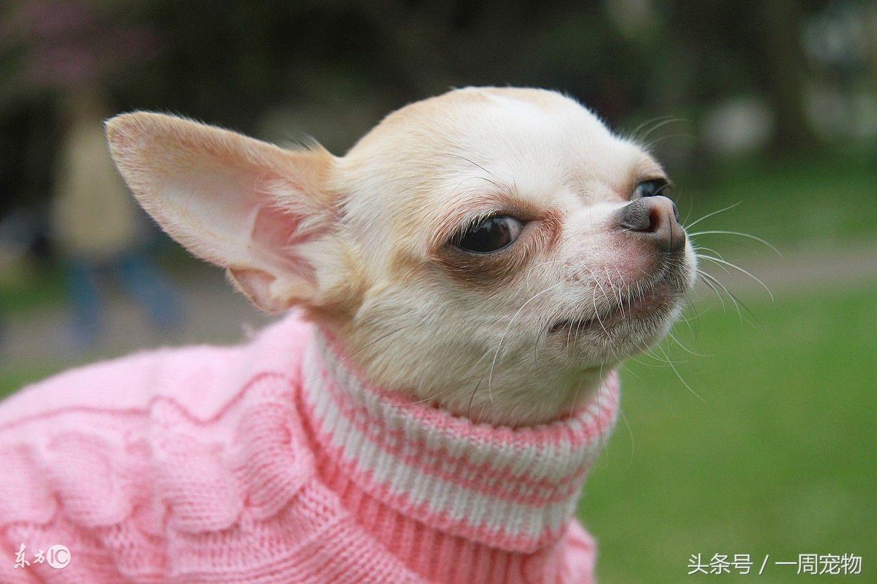 吉娃娃怎么训练才好（详解：吉娃娃训练小技巧）