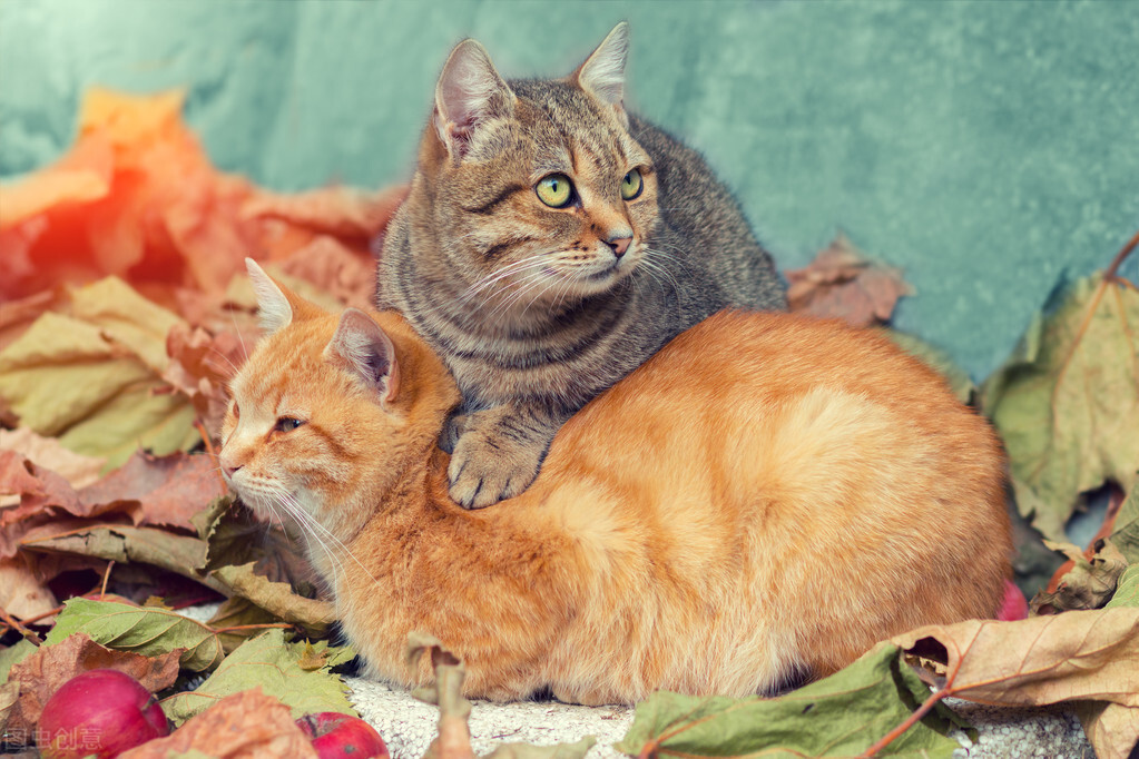 能吸引猫咪的三个原因（分享猫听到就会过来的声音）