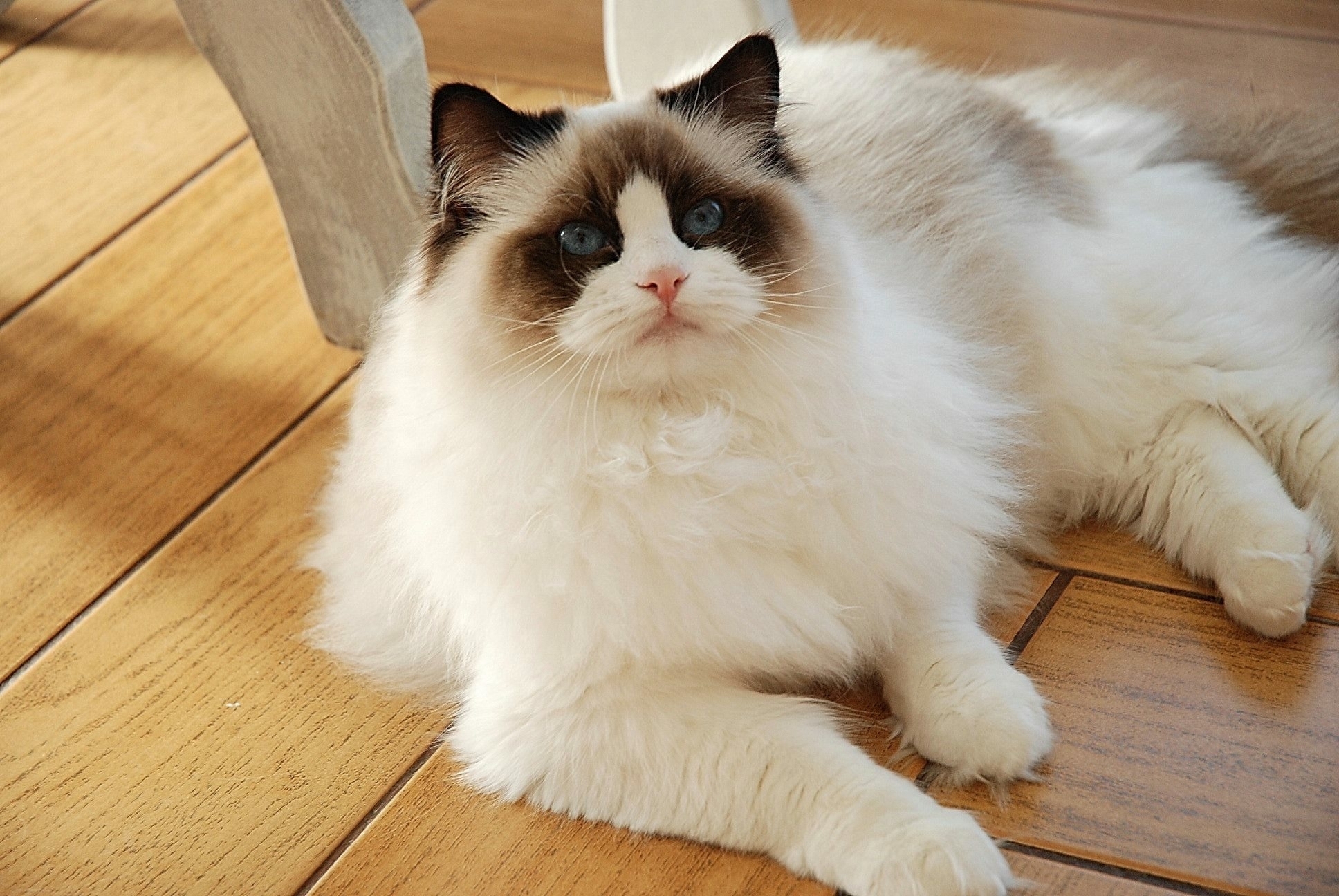 英短蓝猫多少钱一只（10种猫的最新价格一览表【含蓝猫】）