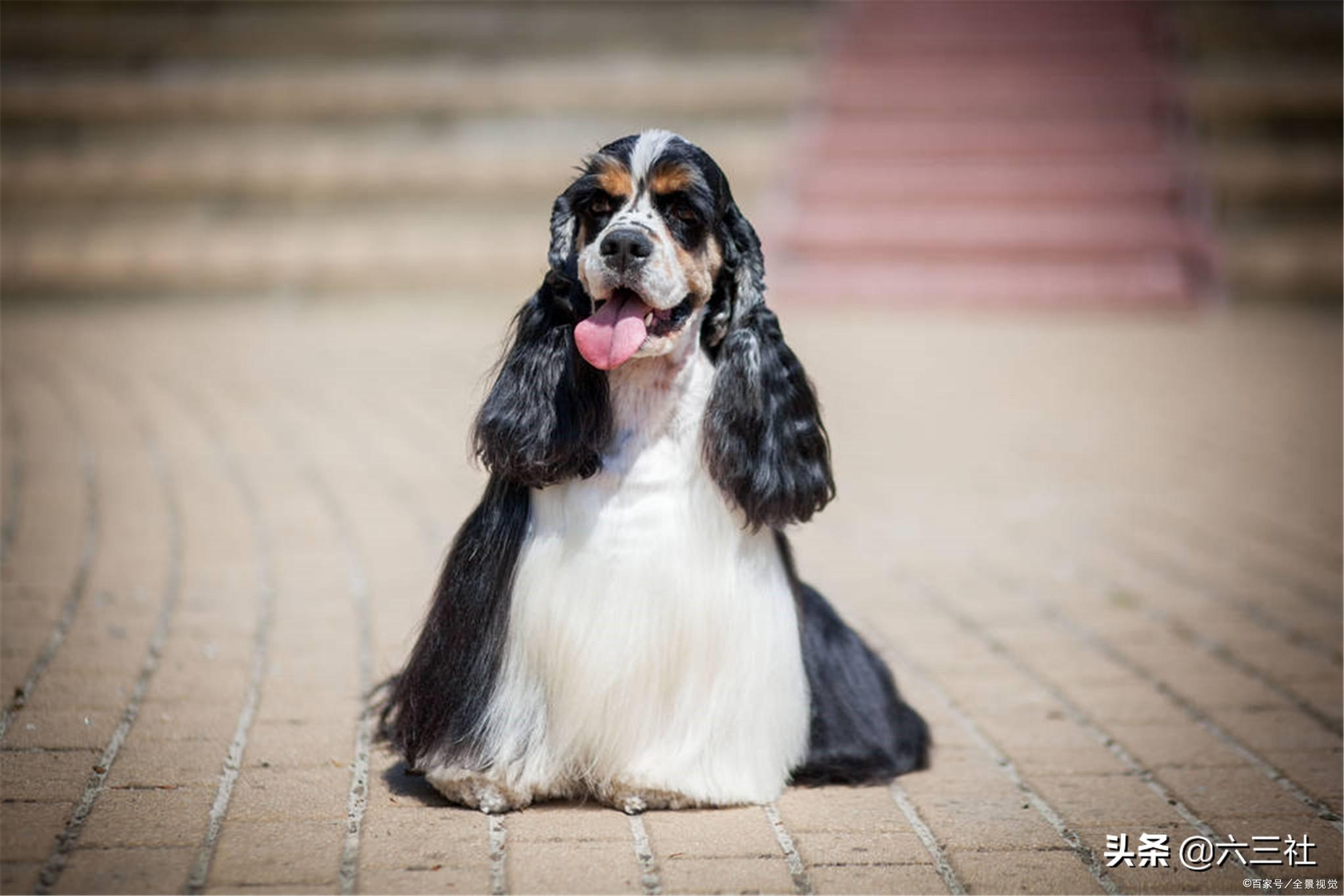 你知道可卡犬掉毛吗（可卡犬图片价格表）
