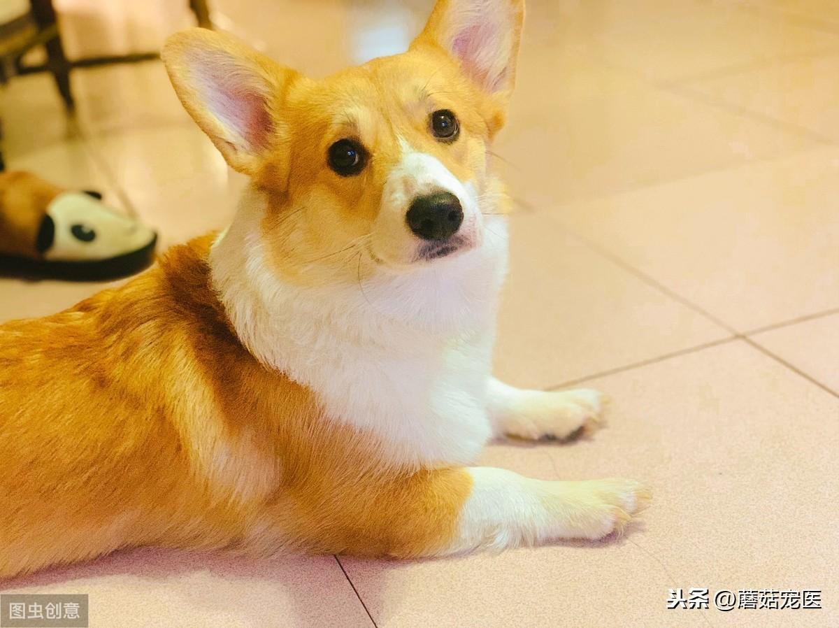 养只猫和狗的一个月开销有多大（养布偶猫一个月的花费及必备物品）