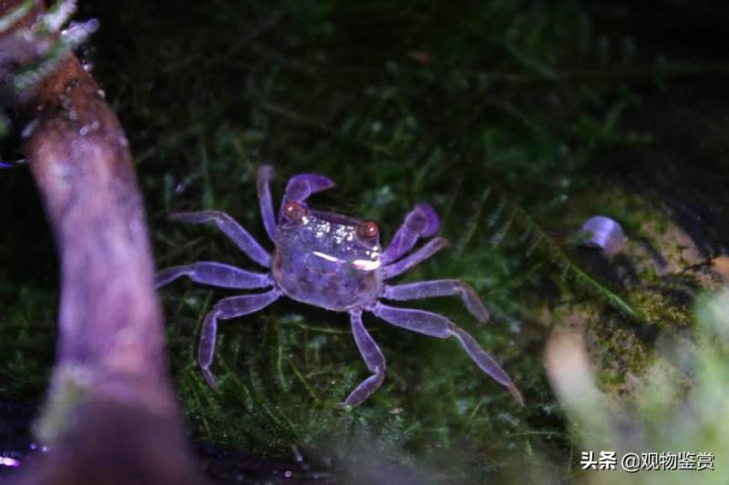 观赏蟹种类大全（淡水观赏蟹有哪些品种）