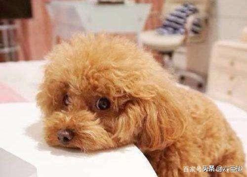 你知道可卡犬掉毛吗（可卡犬图片价格表）