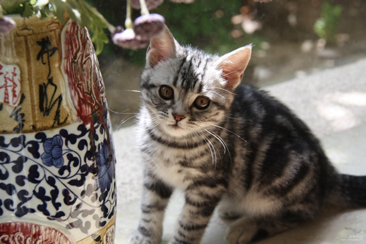 英短蓝猫多少钱一只（10种猫的最新价格一览表【含蓝猫】）