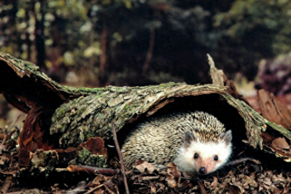 晚上捡到刺猬是吉是凶