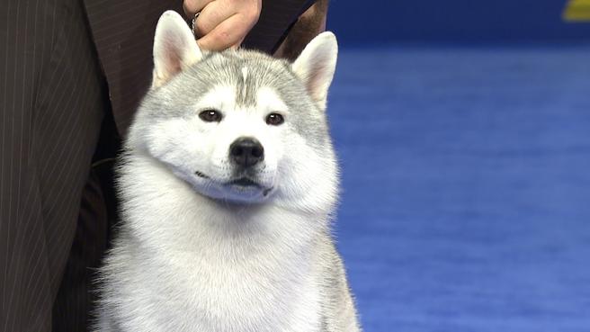 新手养哈士奇注意事项为什么（新手养哈士奇注意事项）