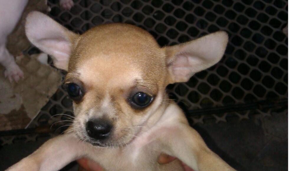 吉娃娃几个月开始认主