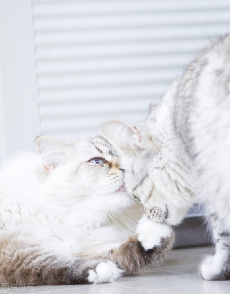 能吸引猫咪的三个原因（分享猫听到就会过来的声音）