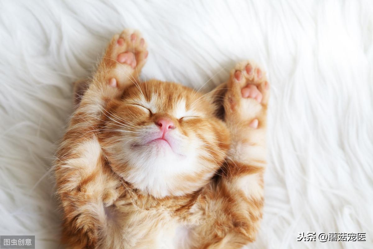 养只猫和狗的一个月开销有多大（养布偶猫一个月的花费及必备物品）