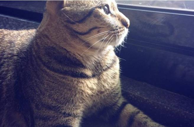 为什么喜欢猫的人会突然虐猫