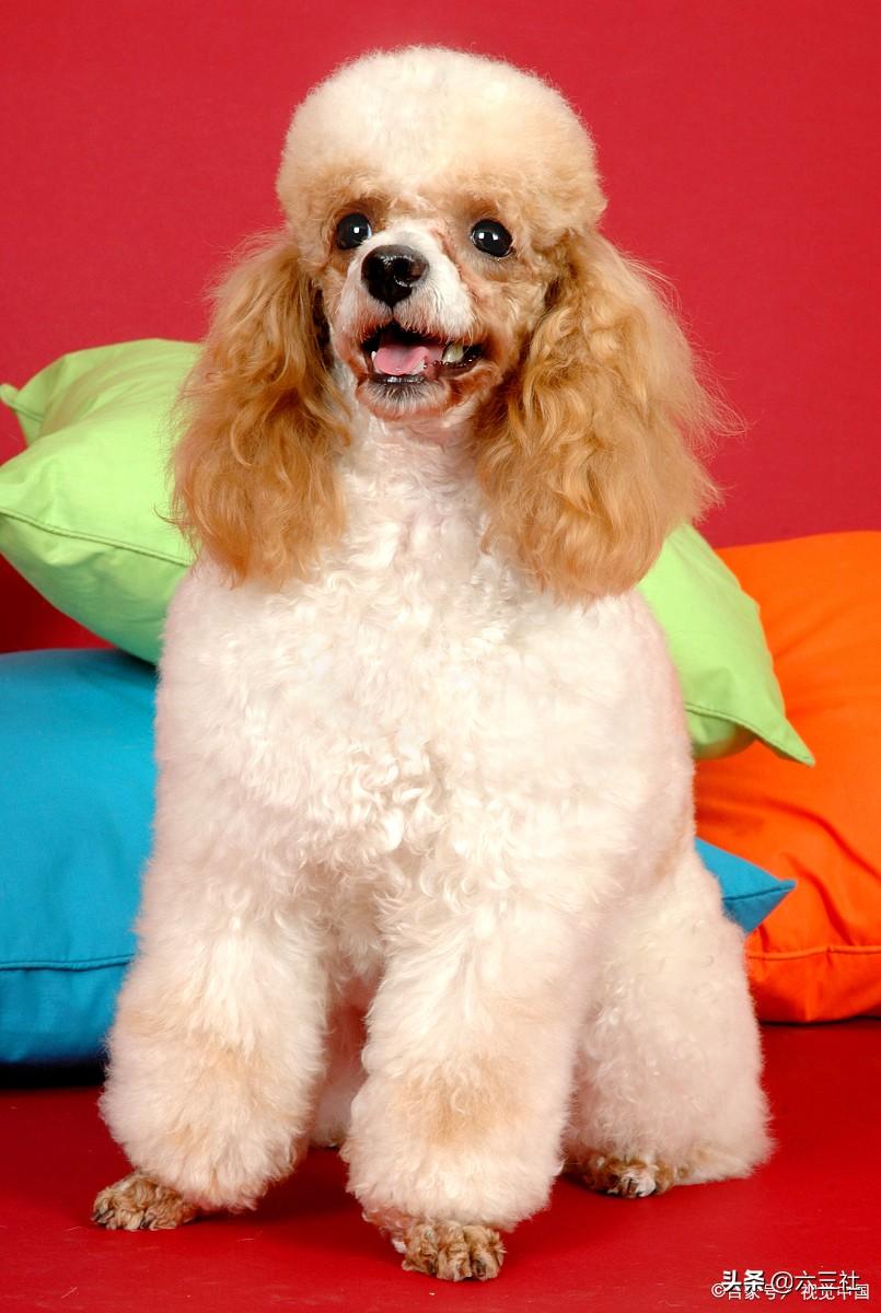 你知道可卡犬掉毛吗（可卡犬图片价格表）