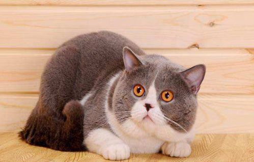 猫不吃不喝能存活多久