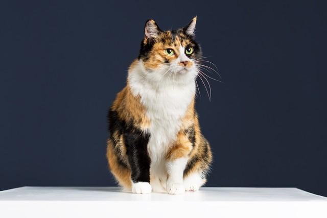 三花猫多少钱一只（颜值高的三花猫也就几十元）