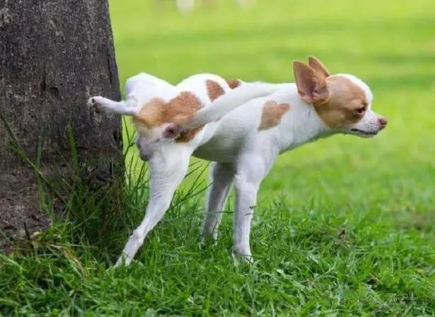 老年狗不停喝水还总尿是什么原因（狗狗大量喝水就撒尿怎么办）