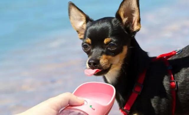 老年狗不停喝水还总尿是什么原因（狗狗大量喝水就撒尿怎么办）