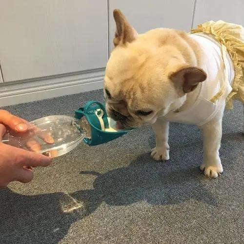 老年狗不停喝水还总尿是什么原因（狗狗大量喝水就撒尿怎么办）