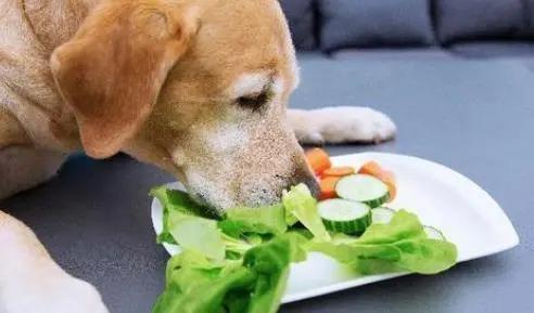 老年狗不停喝水还总尿是什么原因（狗狗大量喝水就撒尿怎么办）