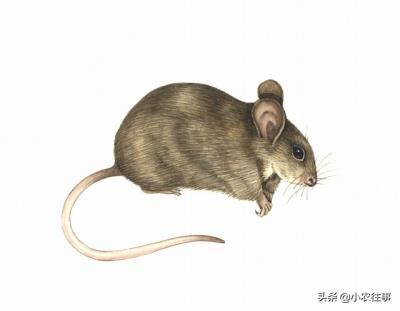 农村常见的蜥蜴有毒吗（农村最令人毛骨悚然的物种有哪些）