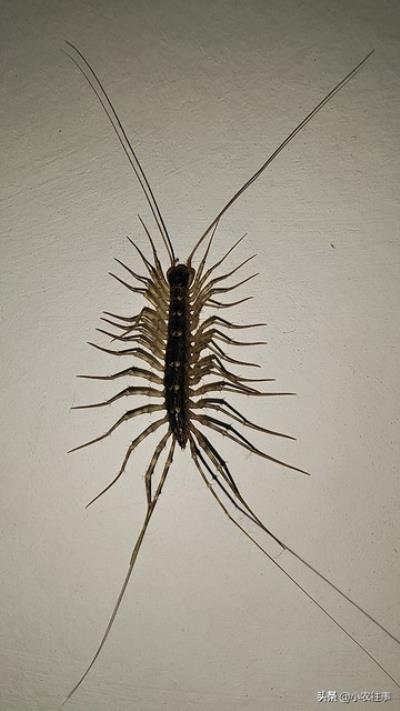 农村常见的蜥蜴有毒吗（农村最令人毛骨悚然的物种有哪些）