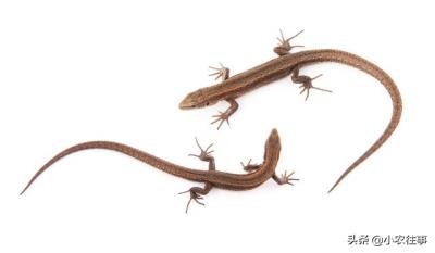 农村常见的蜥蜴有毒吗（农村最令人毛骨悚然的物种有哪些）