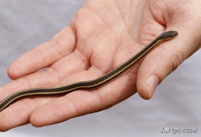 农村常见的蜥蜴有毒吗（农村最令人毛骨悚然的物种有哪些）