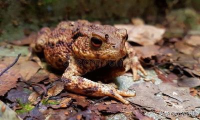 农村常见的蜥蜴有毒吗（农村最令人毛骨悚然的物种有哪些）