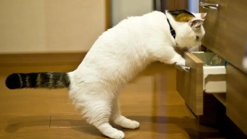 猫最怕什么气味一闻就干呕（附：猫最怕的气味有柑橘类气味辣味等）