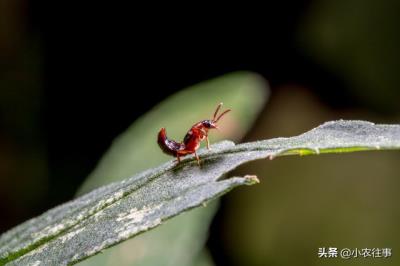 农村常见的蜥蜴有毒吗（农村最令人毛骨悚然的物种有哪些）