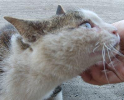 猫嗓子像卡了痰一样 猫喉咙里有痰音叫声哑