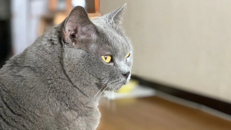 全球体型最大的猫有多大（附：10名体型最大的猫品种）