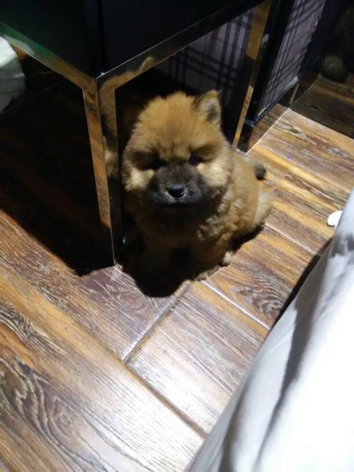 猫嗓子像卡了痰一样 猫喉咙里有痰音叫声哑