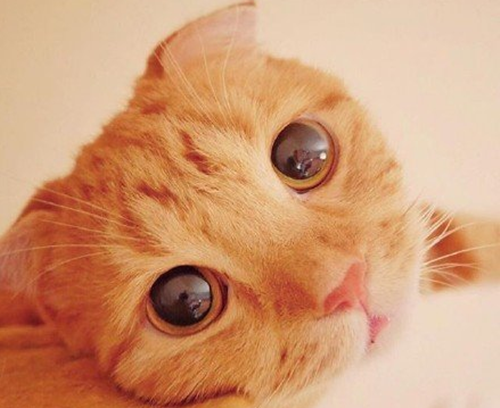 猫咪声音像卡了痰一样