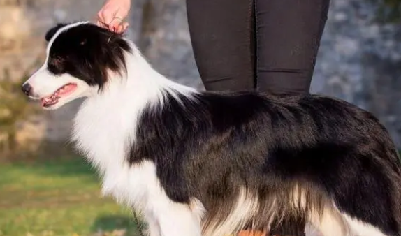 新朋友速来~边牧一个月开销贵嘛