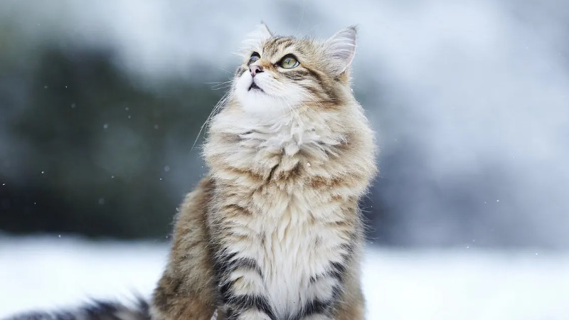 全球体型最大的猫有多大（附：10名体型最大的猫品种）