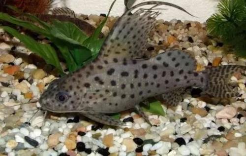 猫嗓子像卡了痰一样 猫喉咙里有痰音叫声哑