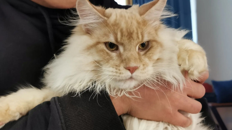 全球体型最大的猫有多大